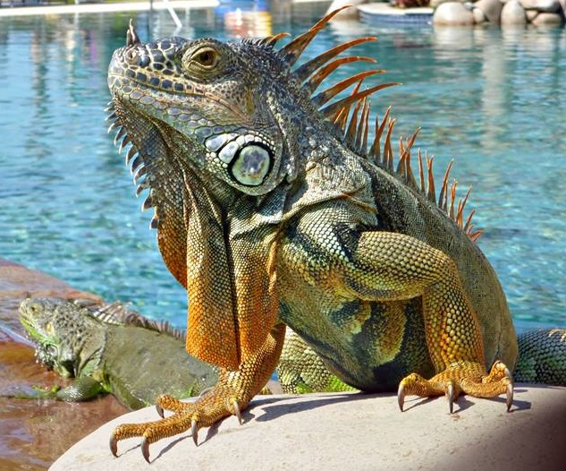 Puerto Vallarta Resort Update-Iguanas at the Resort