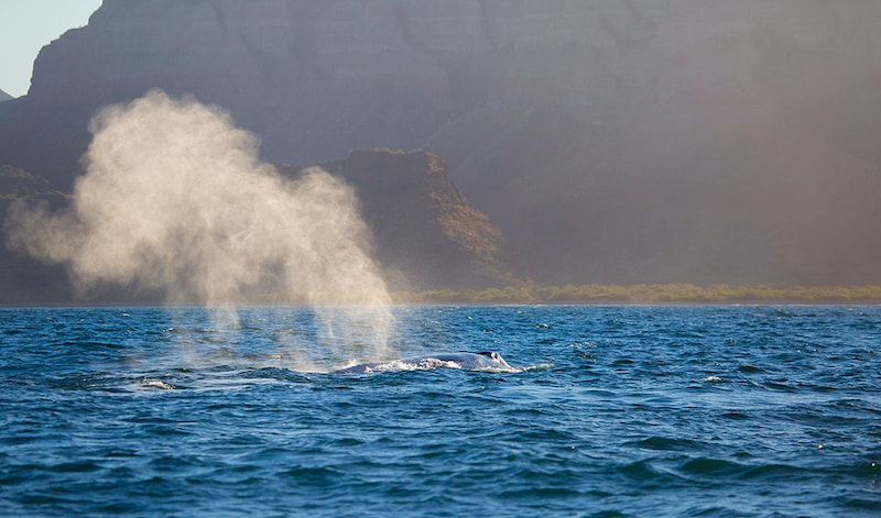 Whale Watching Excursions in Loreto Baja California