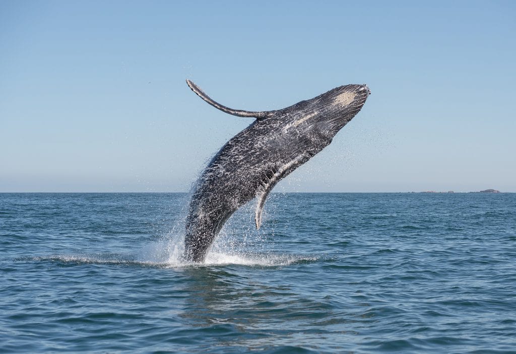 Whale Watching Season Returns to Mexico!