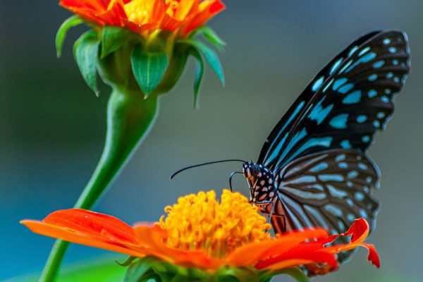Puerto Vallarta Butterfly Sanctuary