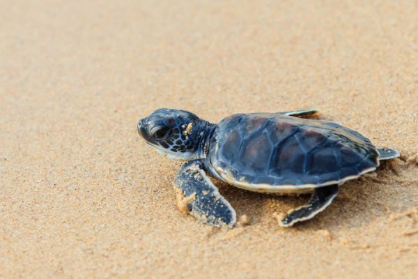 Sea Turtle Season is Almost Here
