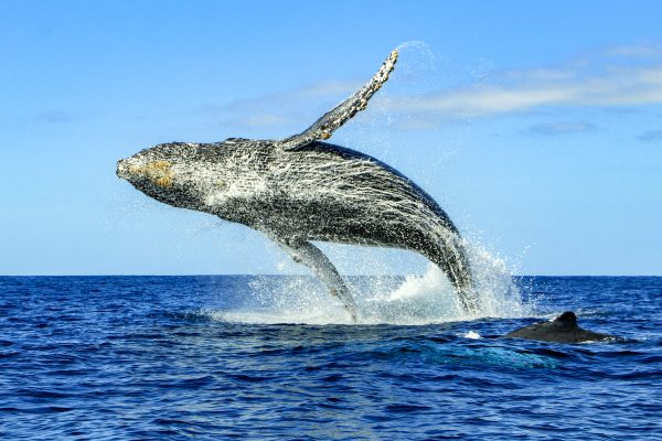 Whale Watching in Mexico Our Unforgettable Destinations Where Giants of the Sea Steal the Show 