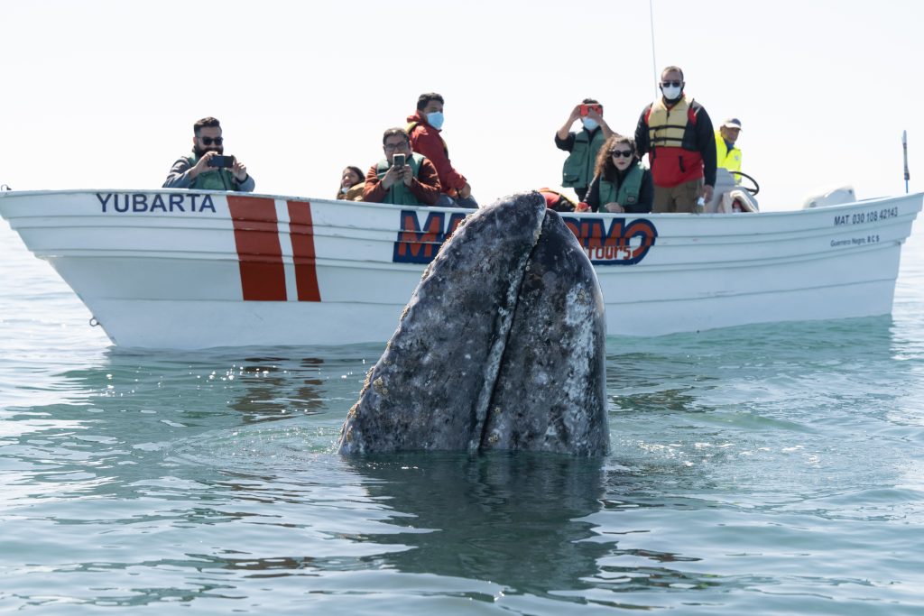 ID 245831803 - Ilyas Kalimullin- Dreamstime.com